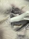 Fur hooded coat