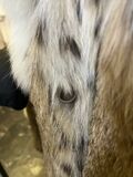 Lynx Fur Coat