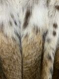 Lynx Fur Coat